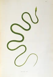 Pafseriki Pam Snake from An Account of Indian Serpents collected from the Coast of Coromandel by Patrick Russell, London, 1796